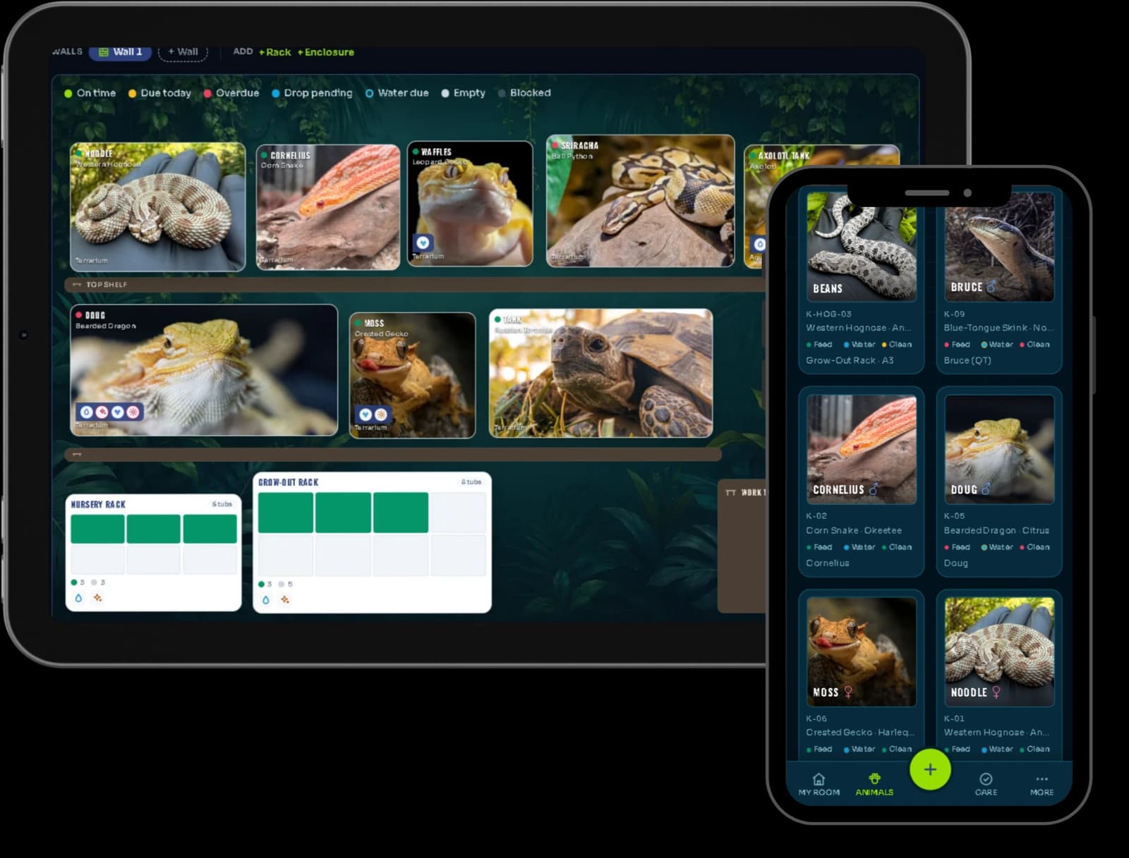 KeeperOS on a tablet and a phone: the room wall with terrariums and racks laid out as they sit, and the animal list showing feed, water and clean status for each animal